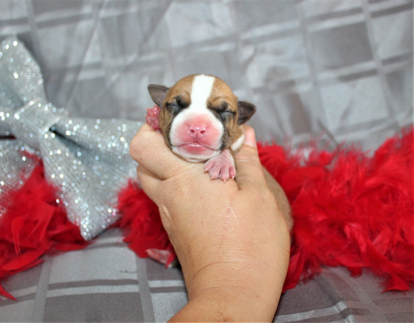 De La Terre Des Bulls - Chiots disponibles - American Staffordshire Terrier