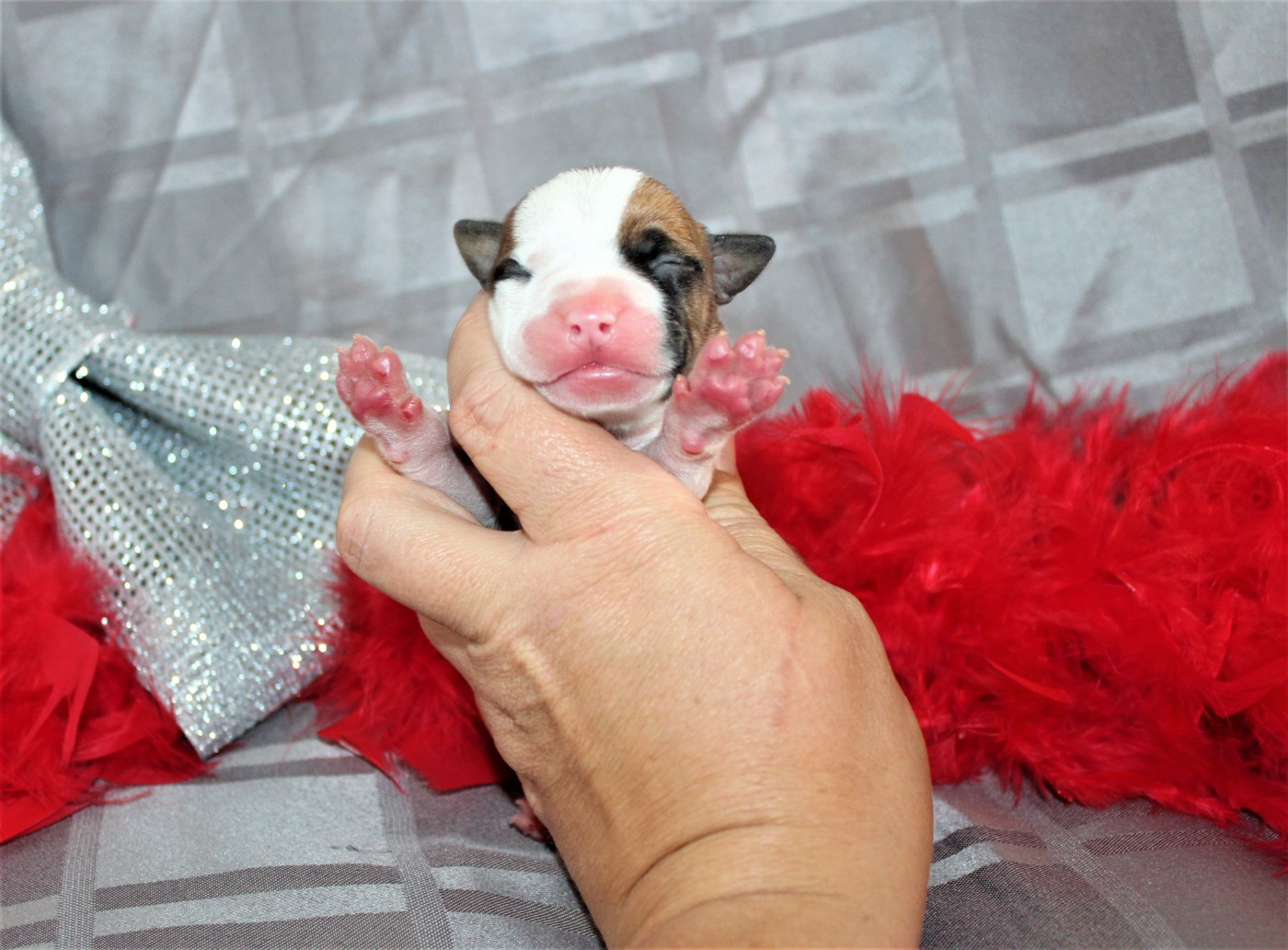 De La Terre Des Bulls - Chiots disponibles - American Staffordshire Terrier