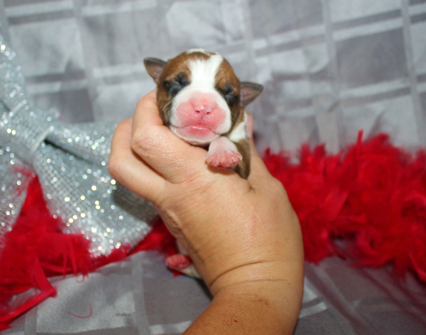 De La Terre Des Bulls - Chiots disponibles - American Staffordshire Terrier