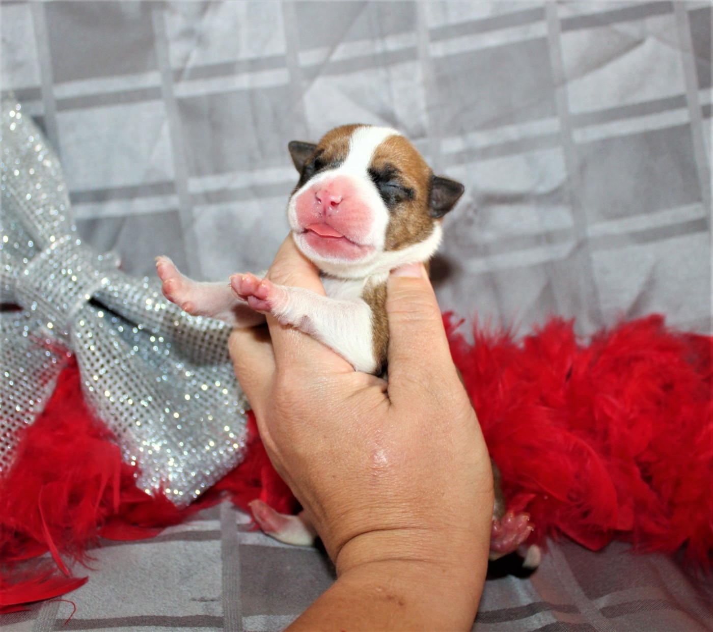 De La Terre Des Bulls - Chiots disponibles - American Staffordshire Terrier