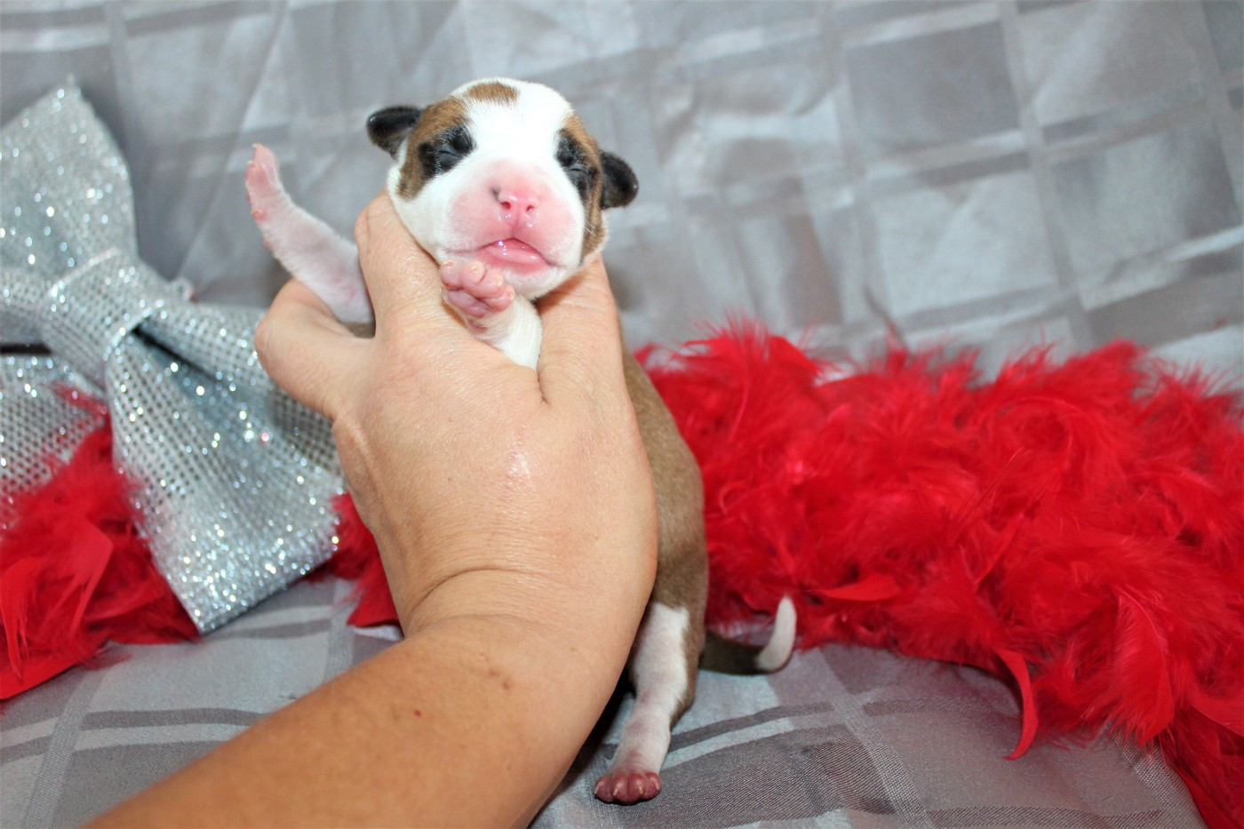 De La Terre Des Bulls - Chiots disponibles - American Staffordshire Terrier