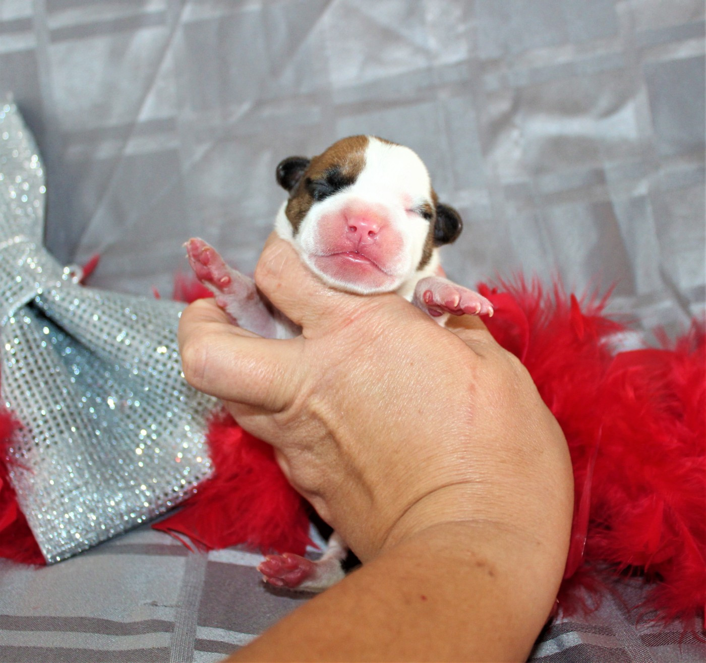 De La Terre Des Bulls - Chiots disponibles - American Staffordshire Terrier