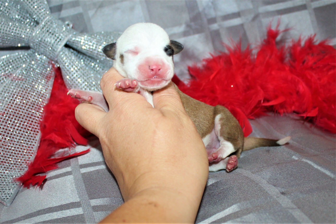 De La Terre Des Bulls - Chiots disponibles - American Staffordshire Terrier