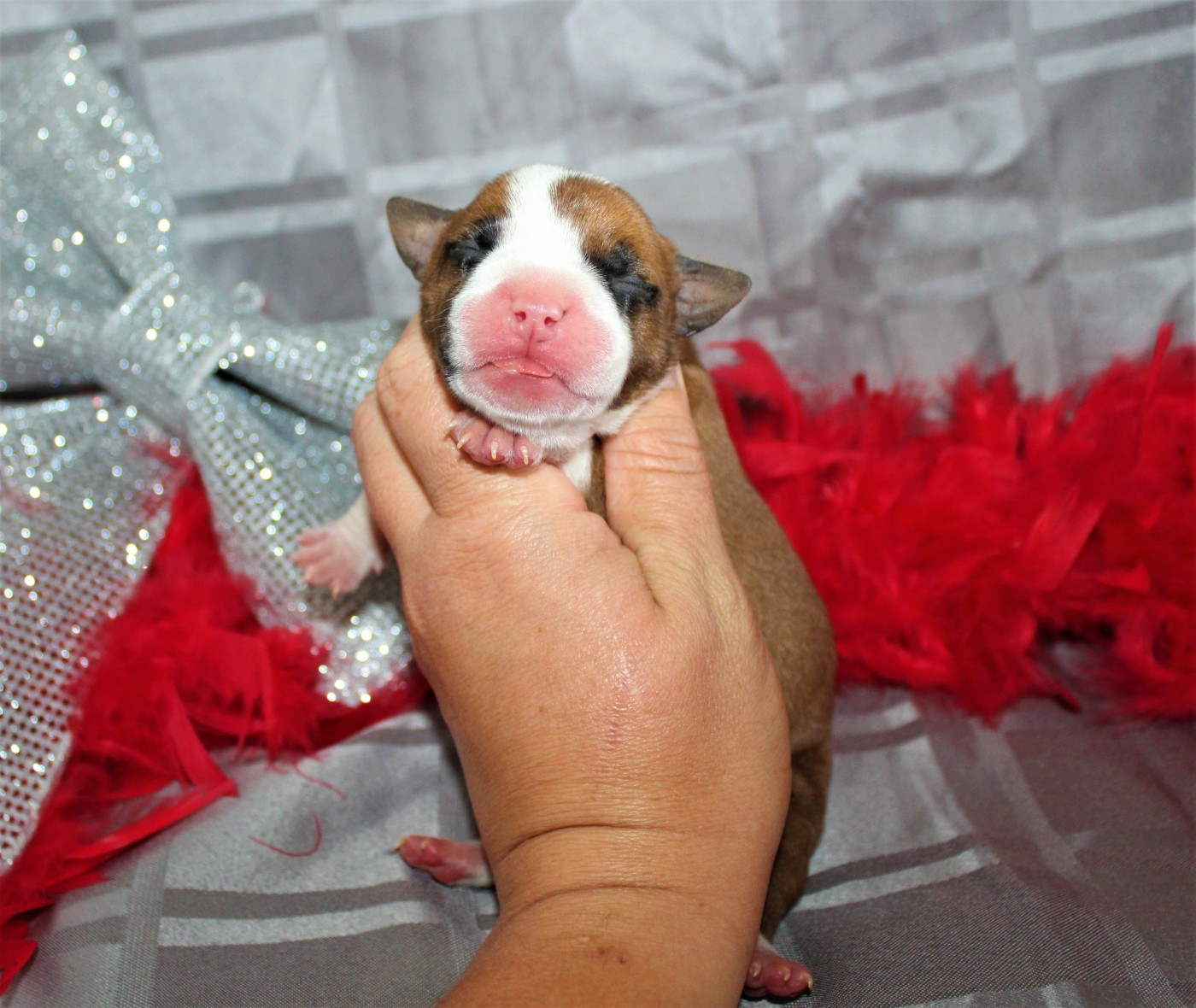 De La Terre Des Bulls - Chiots disponibles - American Staffordshire Terrier