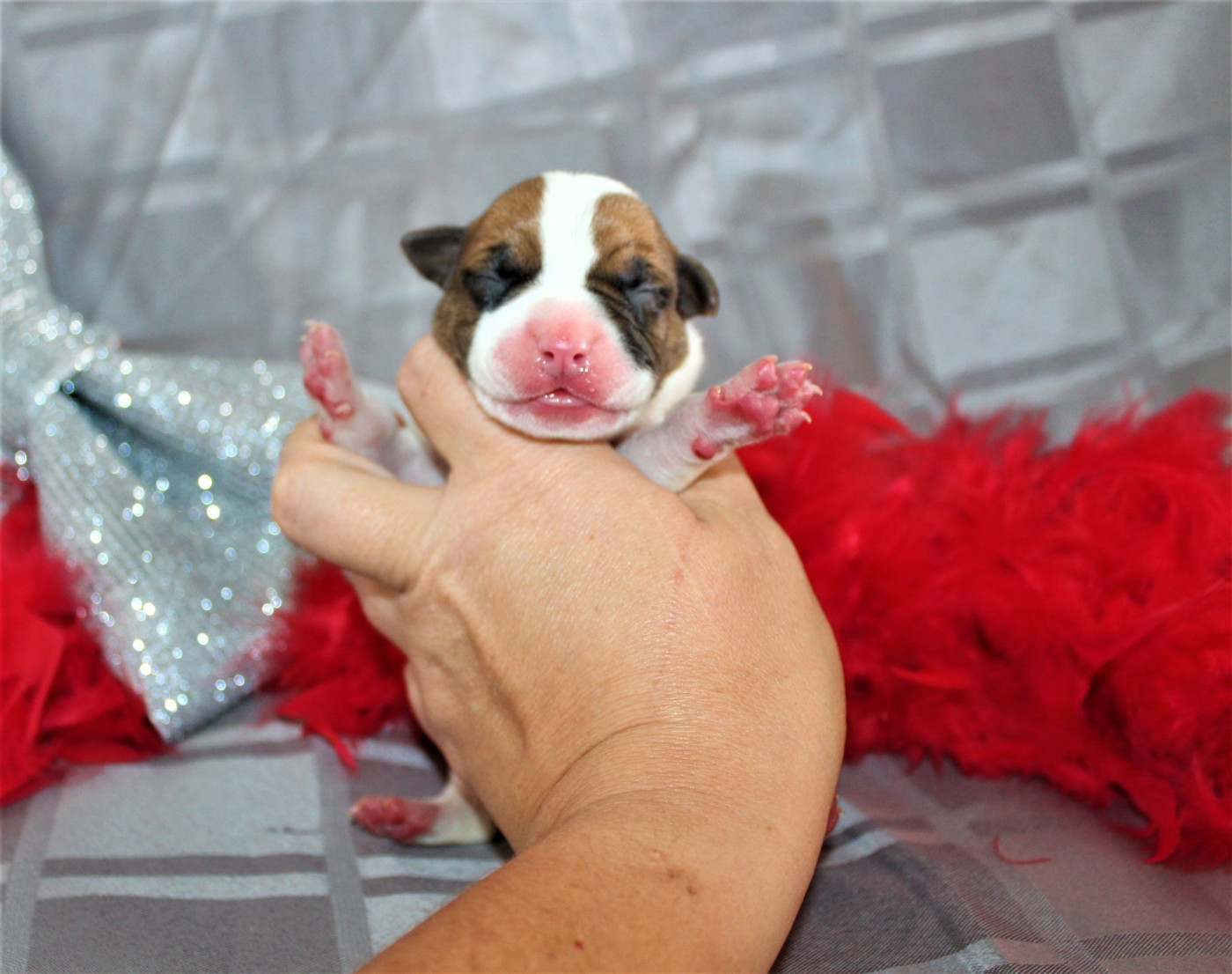 De La Terre Des Bulls - Chiots disponibles - American Staffordshire Terrier