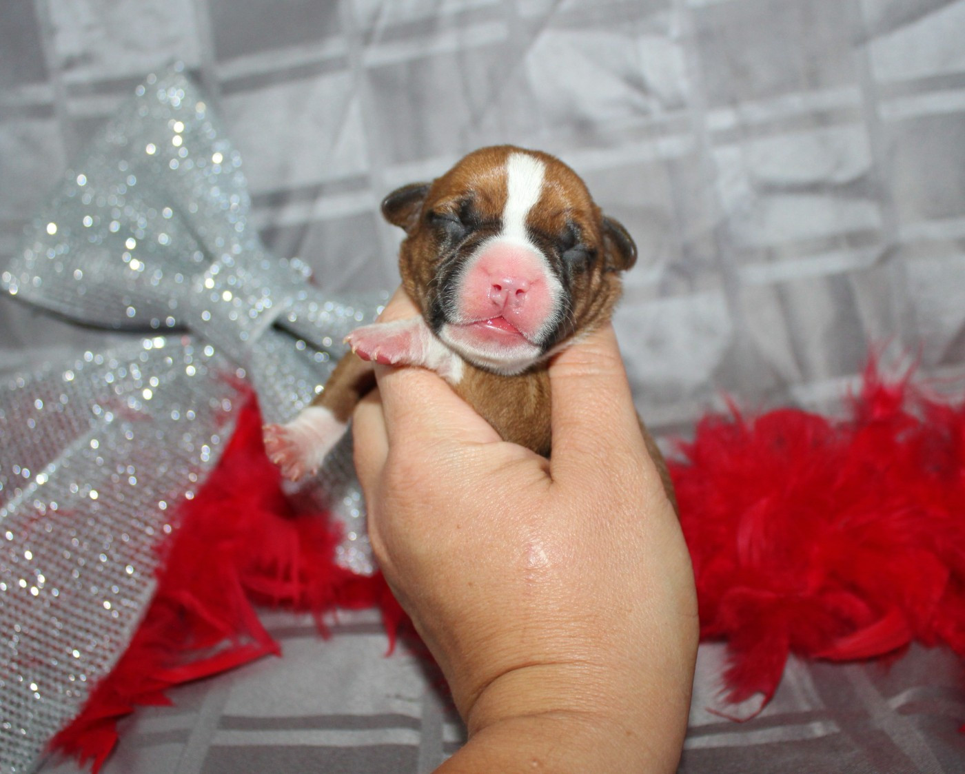 De La Terre Des Bulls - Chiots disponibles - American Staffordshire Terrier