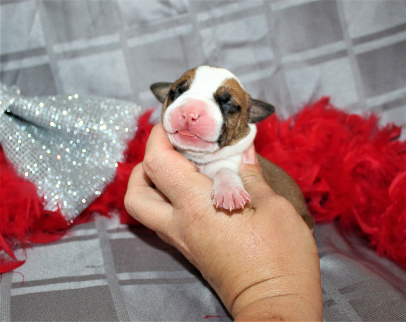 De La Terre Des Bulls - Chiots disponibles - American Staffordshire Terrier