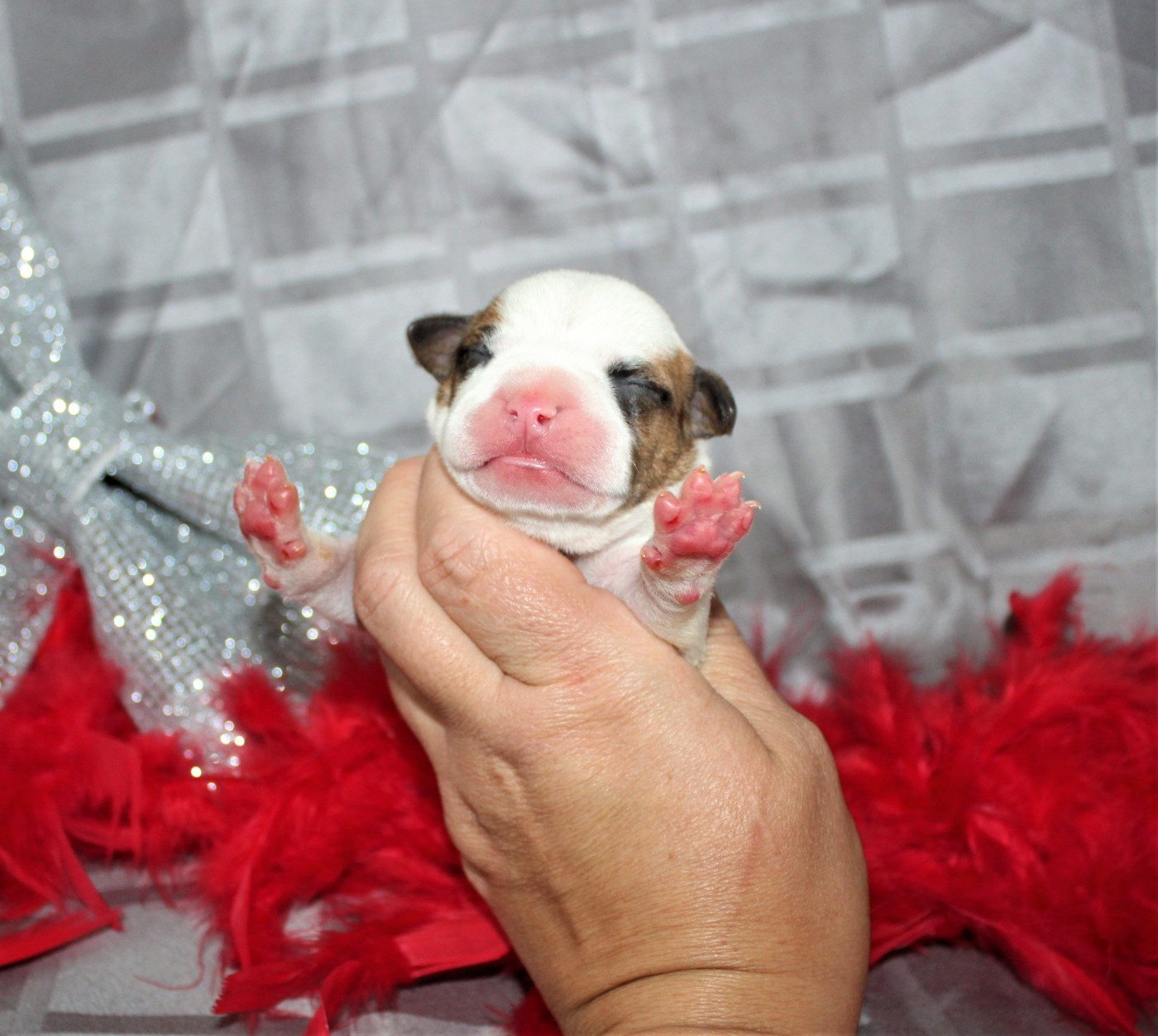 De La Terre Des Bulls - Chiots disponibles - American Staffordshire Terrier