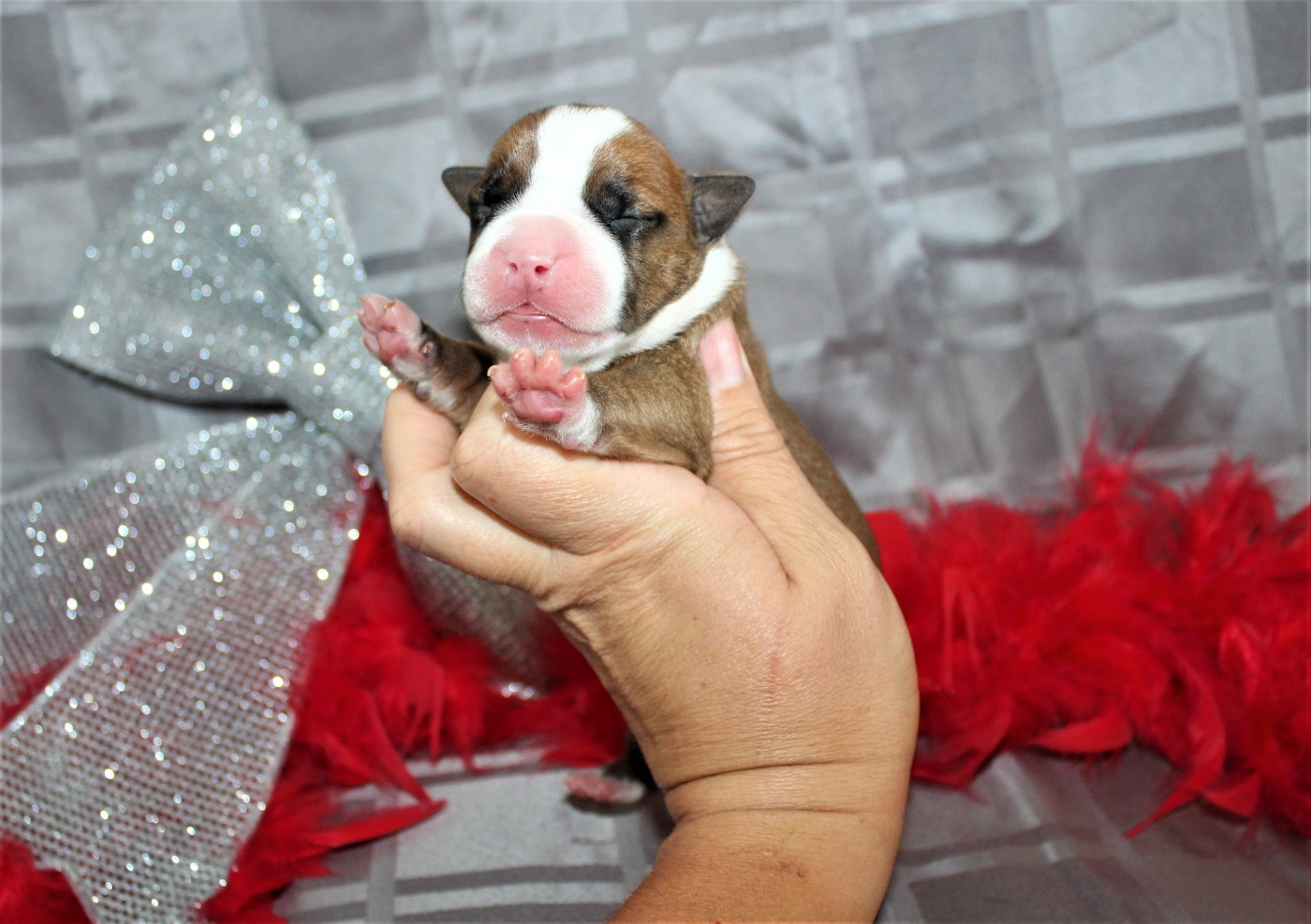 De La Terre Des Bulls - Chiots disponibles - American Staffordshire Terrier
