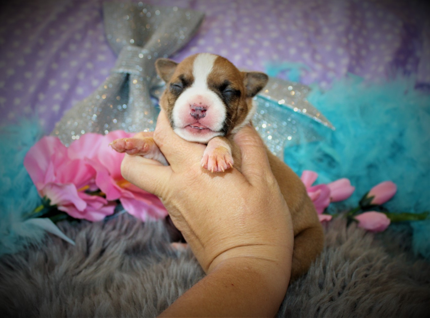 De La Terre Des Bulls - Chiots disponibles - American Staffordshire Terrier