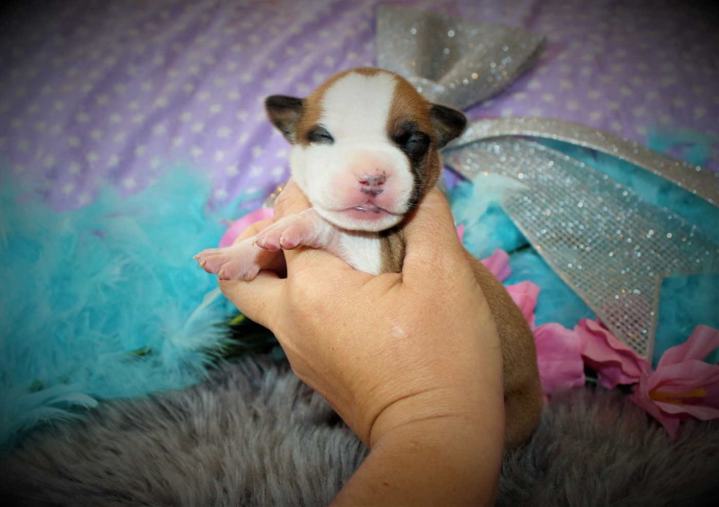 De La Terre Des Bulls - Chiots disponibles - American Staffordshire Terrier