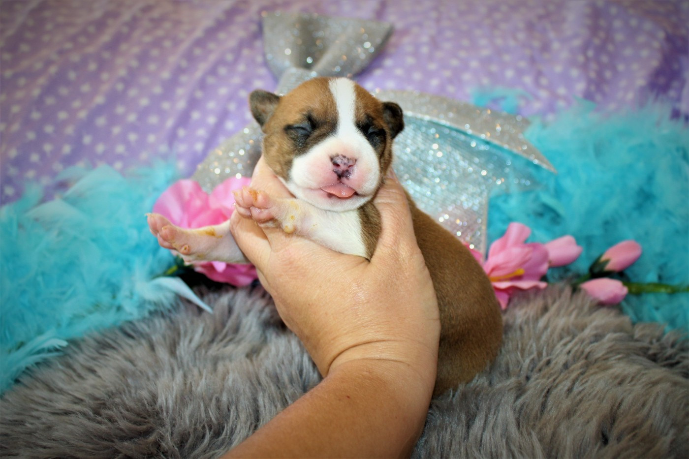 De La Terre Des Bulls - Chiots disponibles - American Staffordshire Terrier