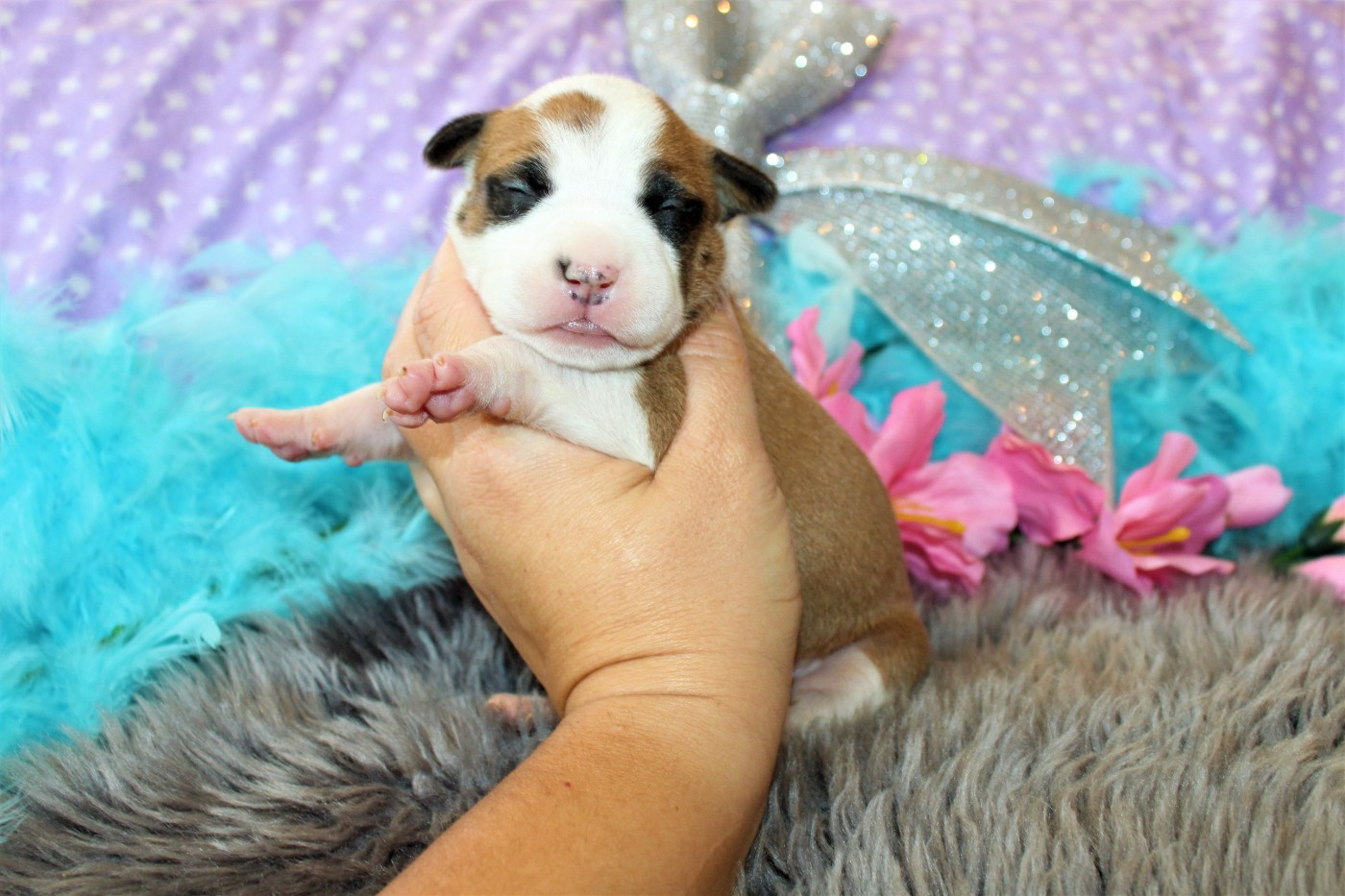 De La Terre Des Bulls - Chiots disponibles - American Staffordshire Terrier