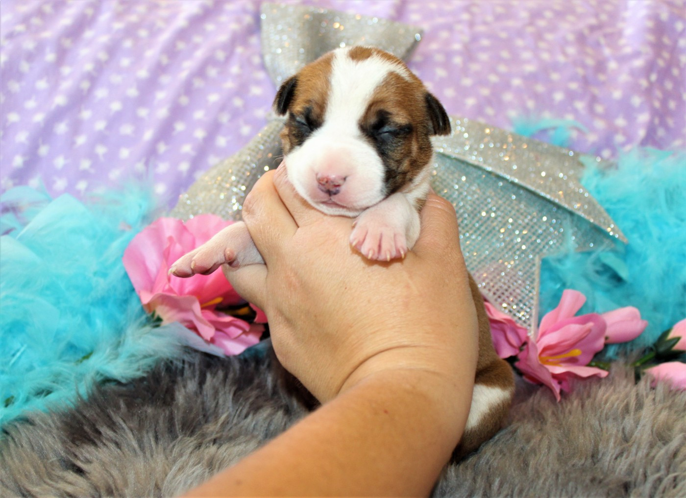 De La Terre Des Bulls - Chiots disponibles - American Staffordshire Terrier