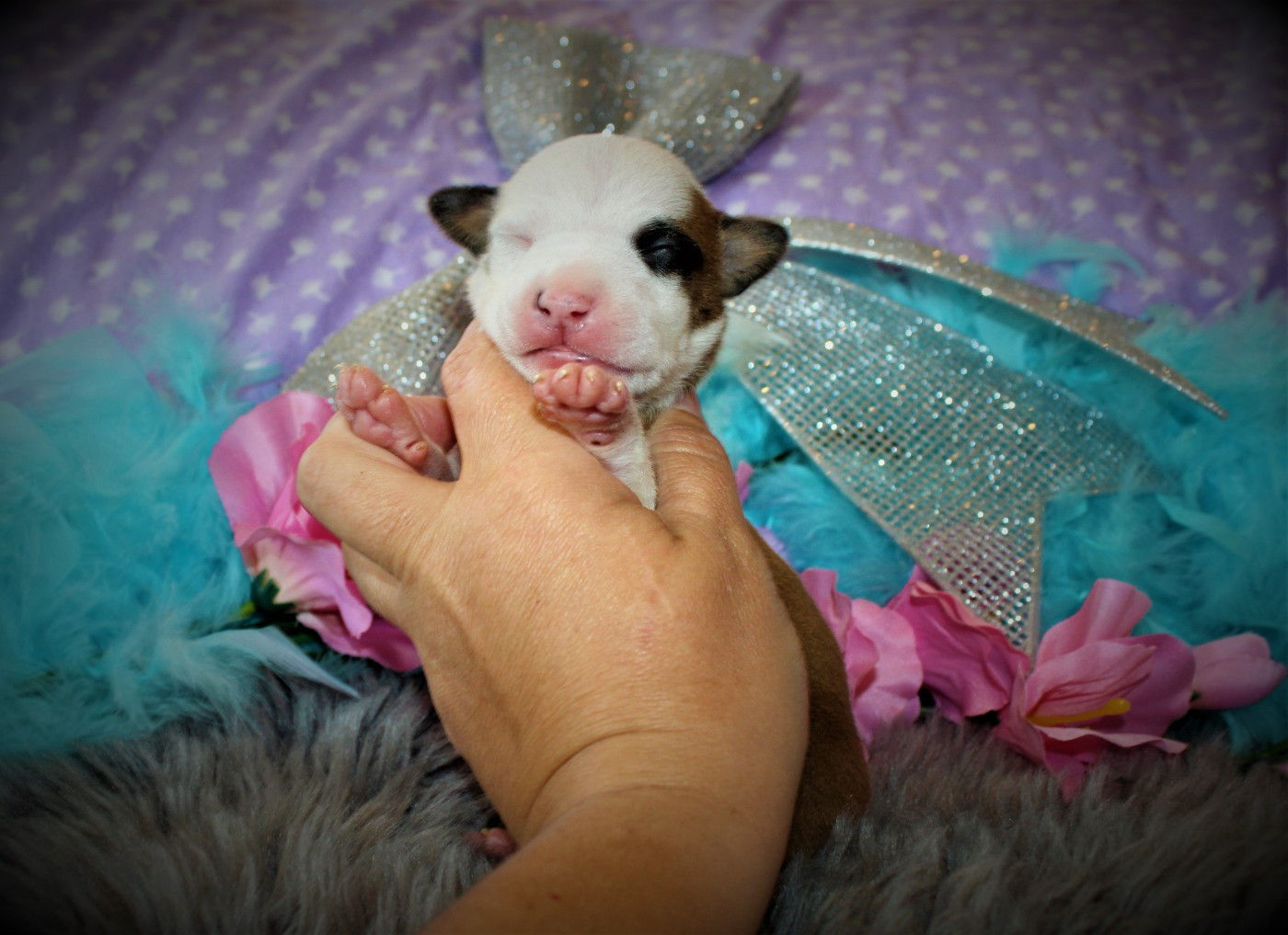 De La Terre Des Bulls - Chiots disponibles - American Staffordshire Terrier