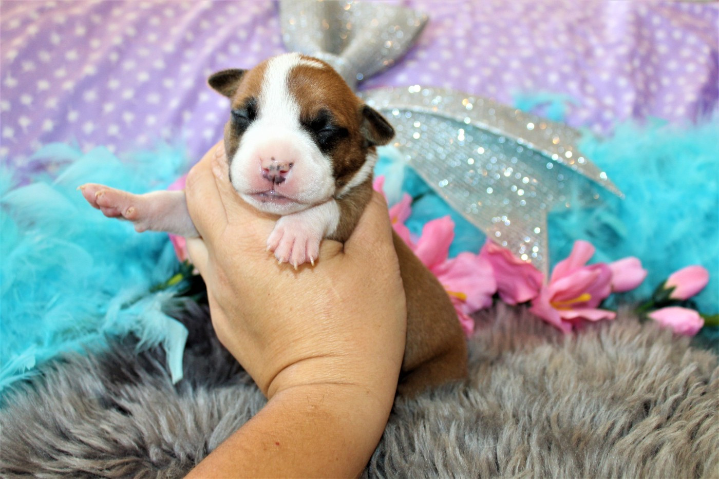 De La Terre Des Bulls - Chiots disponibles - American Staffordshire Terrier