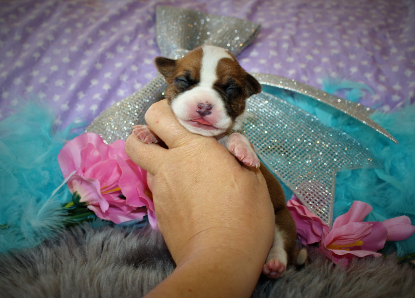 De La Terre Des Bulls - Chiots disponibles - American Staffordshire Terrier