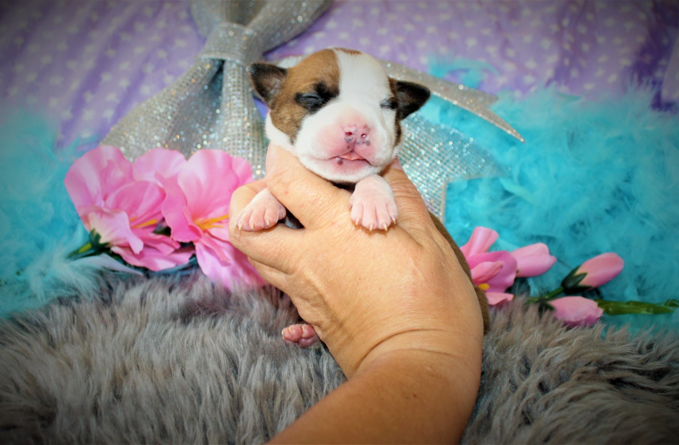 De La Terre Des Bulls - Chiots disponibles - American Staffordshire Terrier