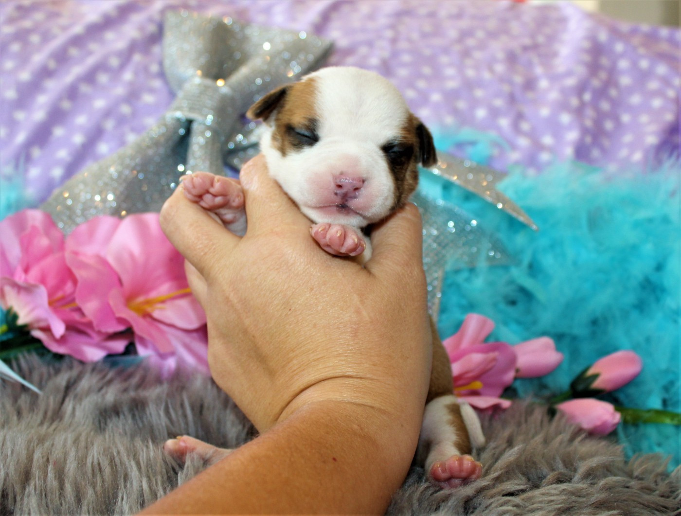 De La Terre Des Bulls - Chiots disponibles - American Staffordshire Terrier