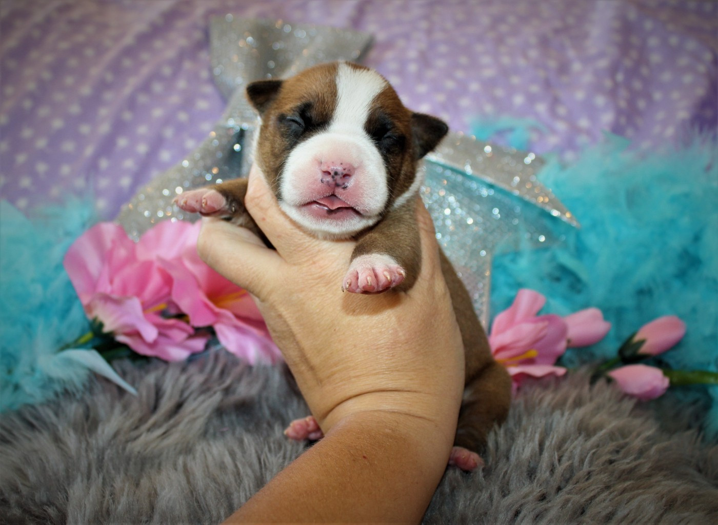 De La Terre Des Bulls - Chiots disponibles - American Staffordshire Terrier