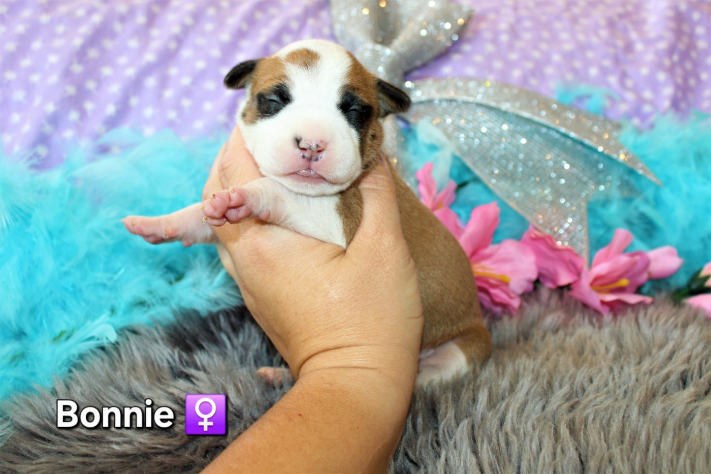Chiot American Staffordshire Terrier De La Terre Des Bulls