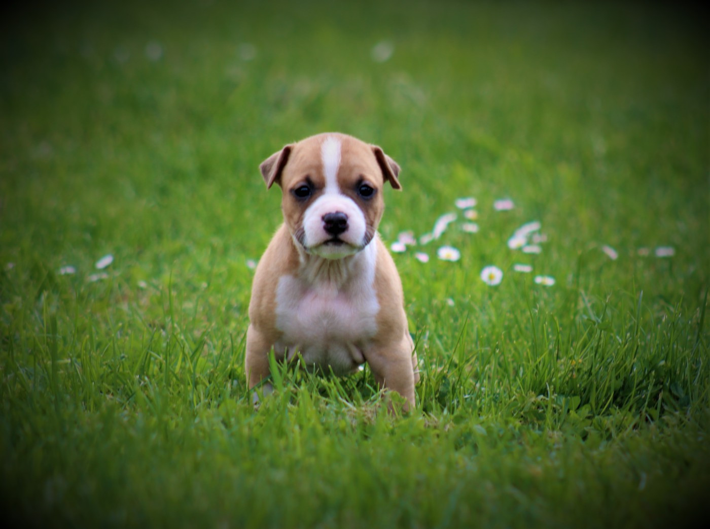 De La Terre Des Bulls - Chiots disponibles - American Staffordshire Terrier