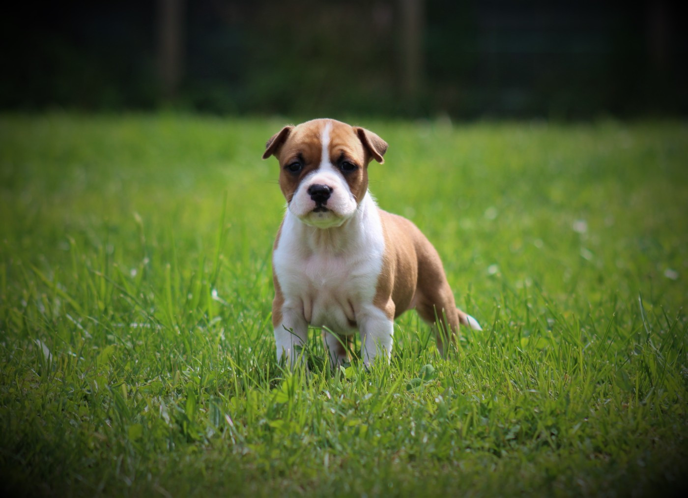 De La Terre Des Bulls - Chiots disponibles - American Staffordshire Terrier