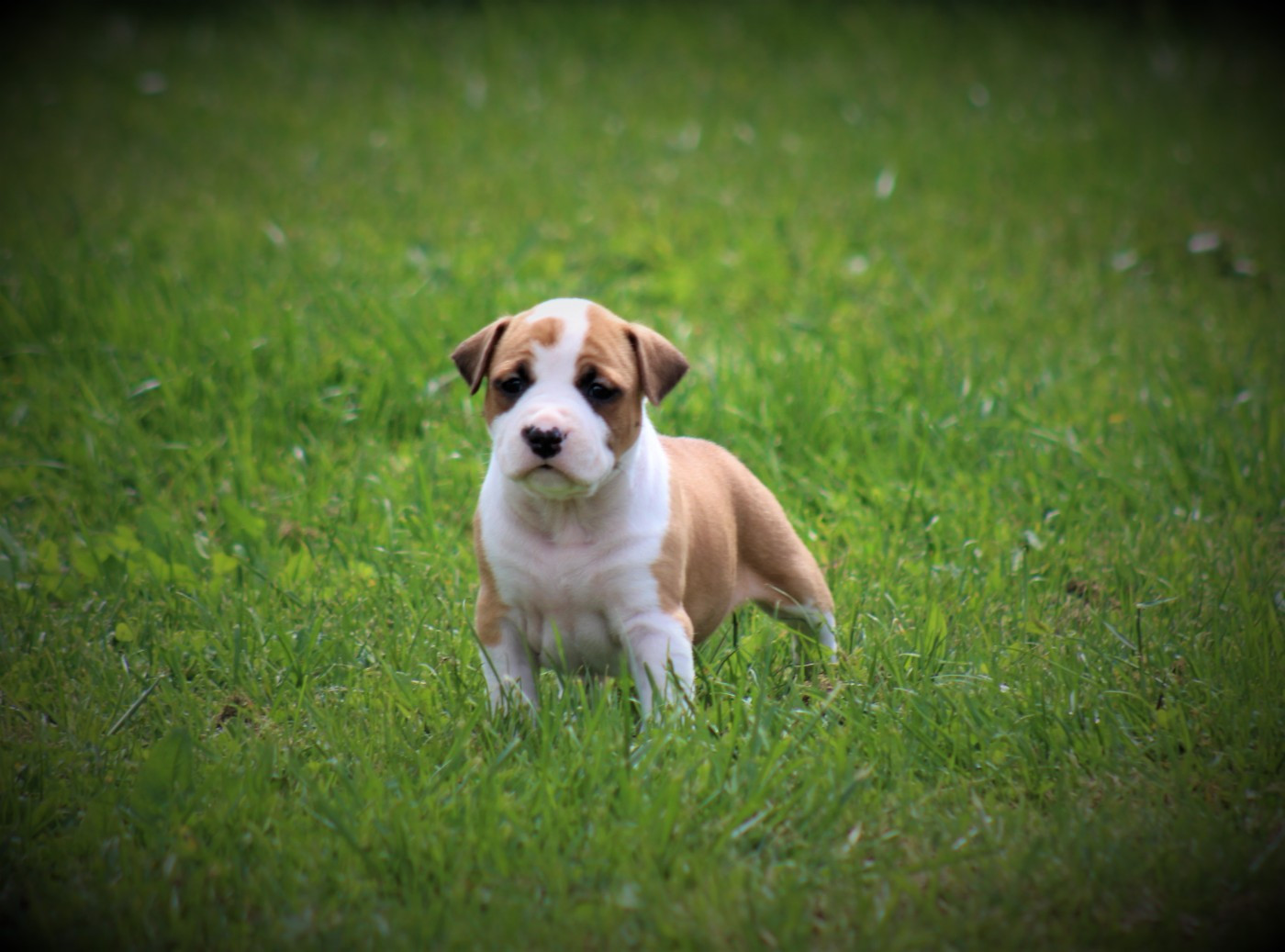 De La Terre Des Bulls - Chiots disponibles - American Staffordshire Terrier