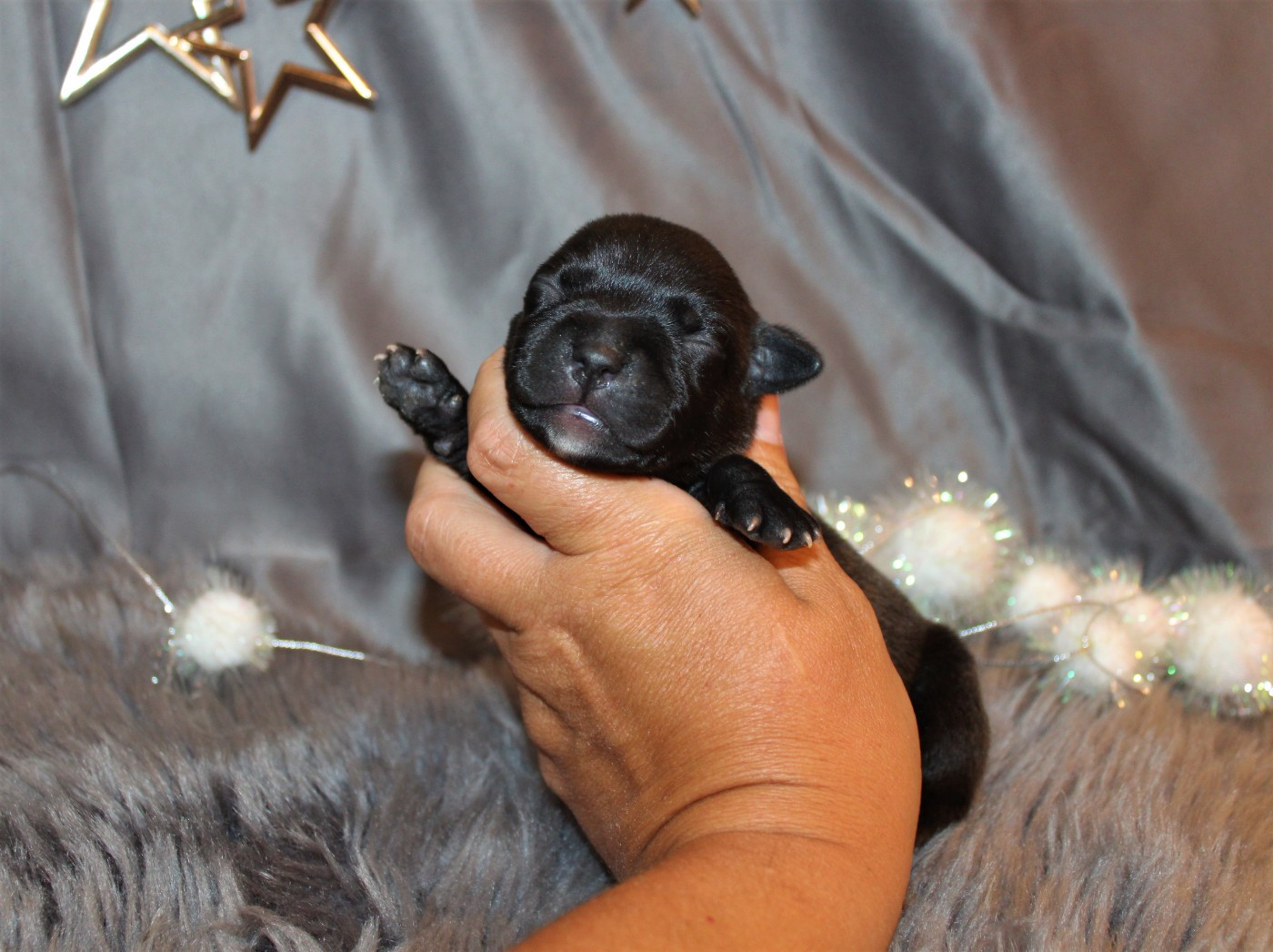 De La Terre Des Bulls - Chiots disponibles - Staffordshire Bull Terrier