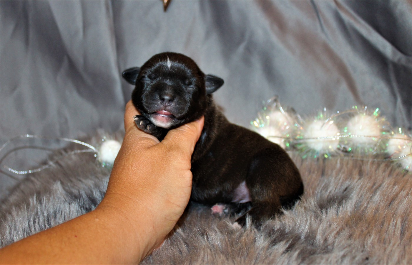 De La Terre Des Bulls - Chiots disponibles - Staffordshire Bull Terrier