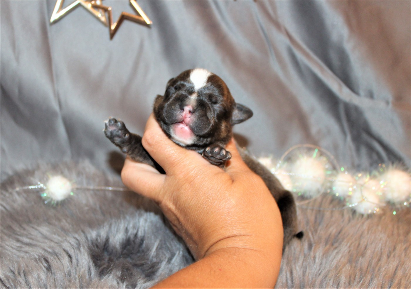 Chiot Staffordshire Bull Terrier De La Terre Des Bulls