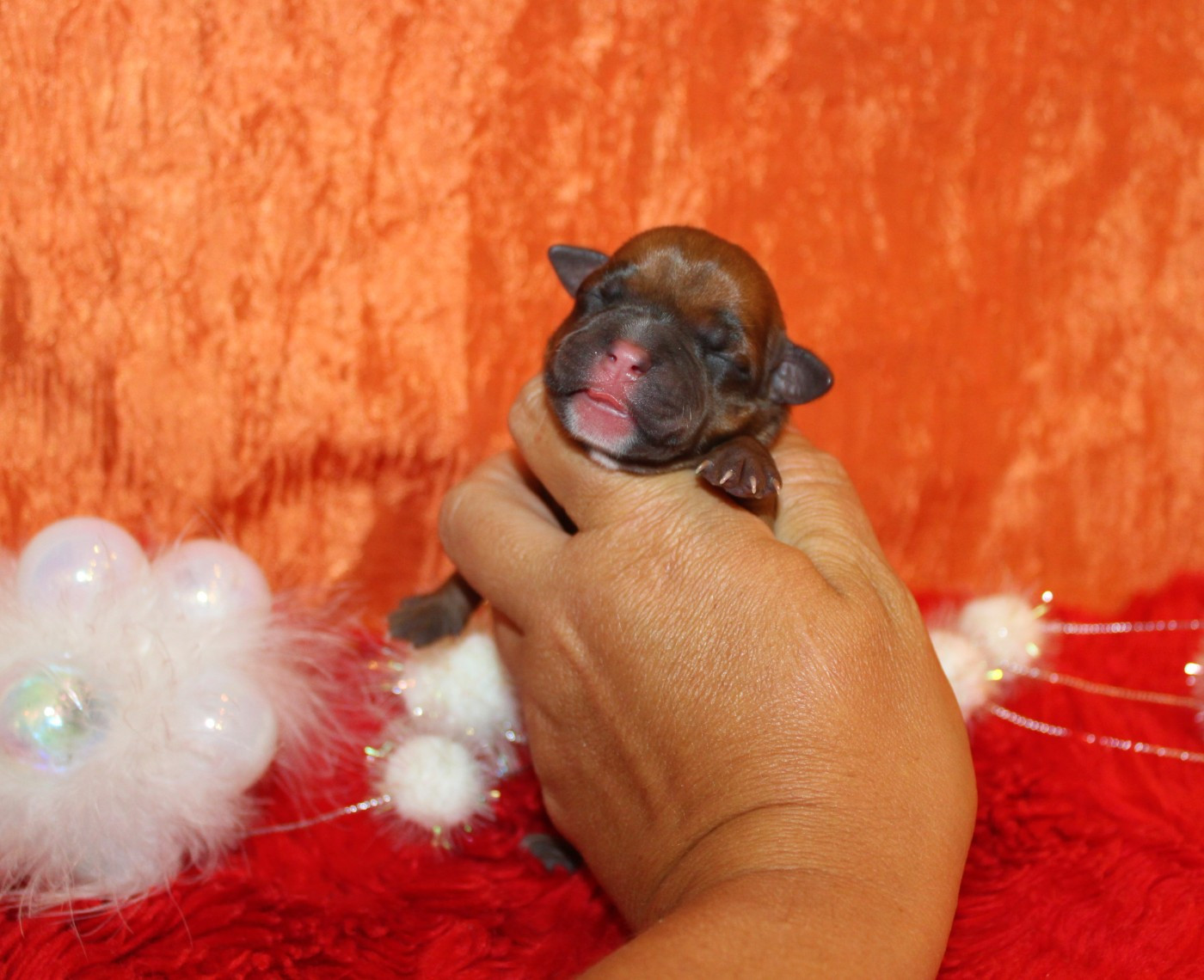 De La Terre Des Bulls - Chiots disponibles - Staffordshire Bull Terrier
