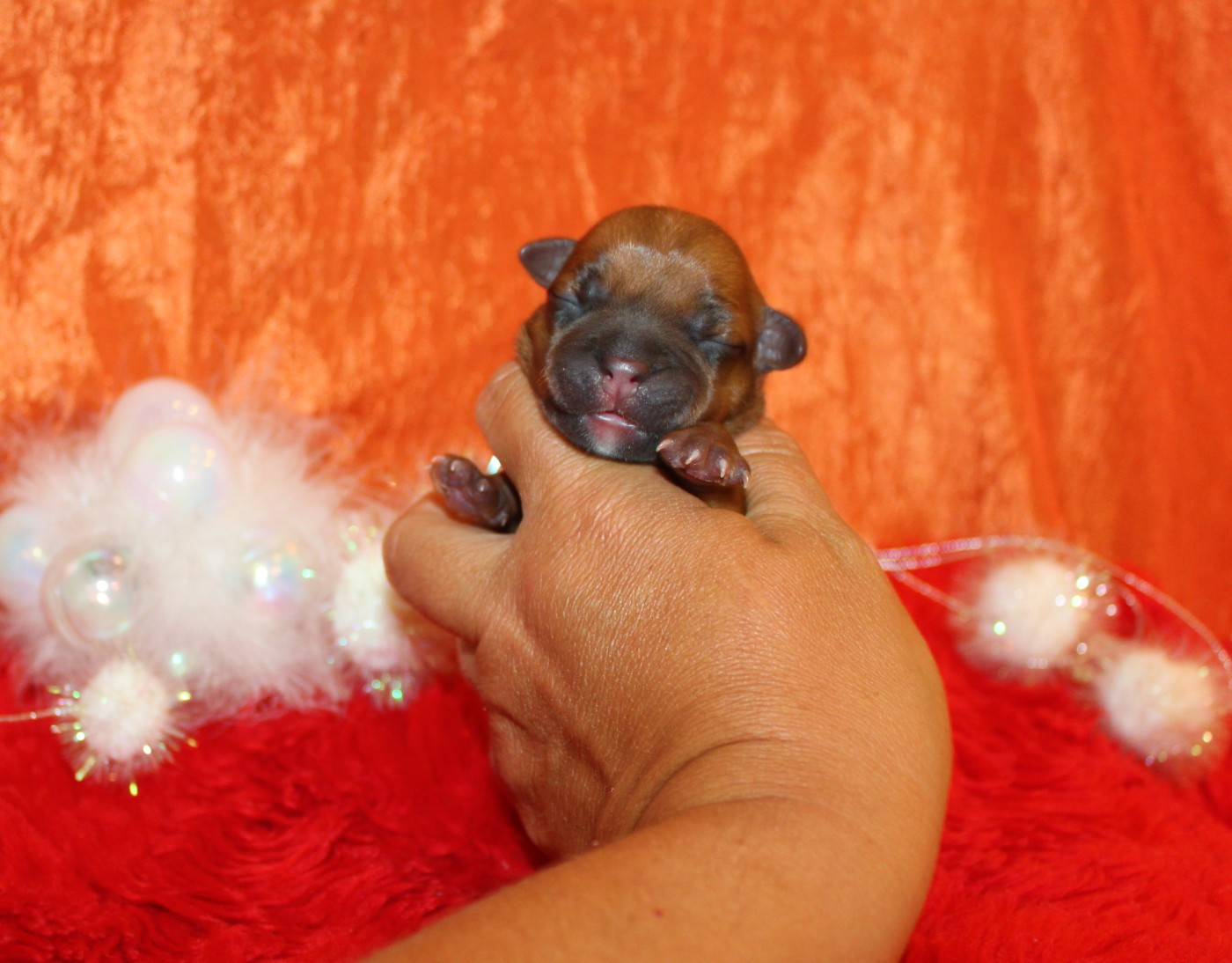 De La Terre Des Bulls - Chiots disponibles - Staffordshire Bull Terrier