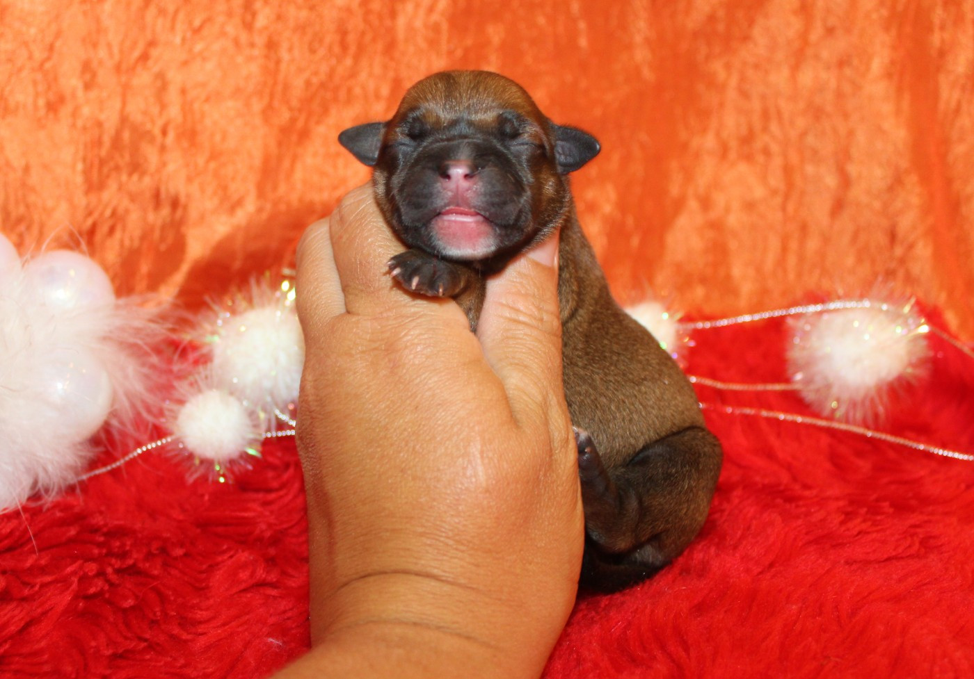 De La Terre Des Bulls - Chiots disponibles - Staffordshire Bull Terrier