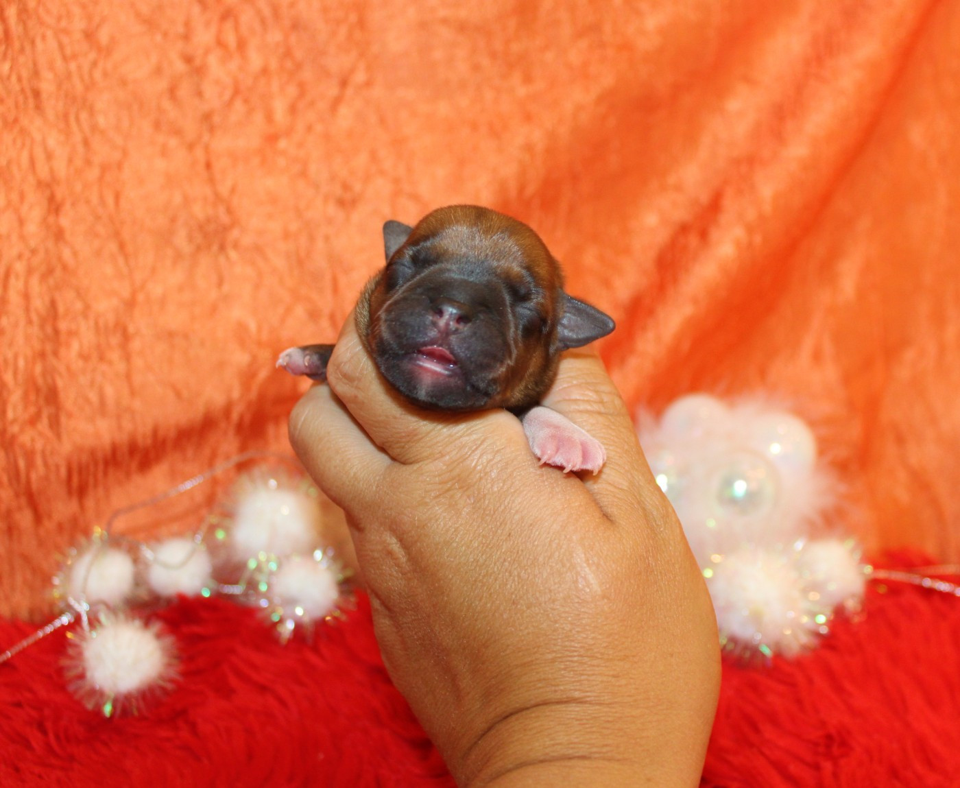 De La Terre Des Bulls - Chiots disponibles - Staffordshire Bull Terrier