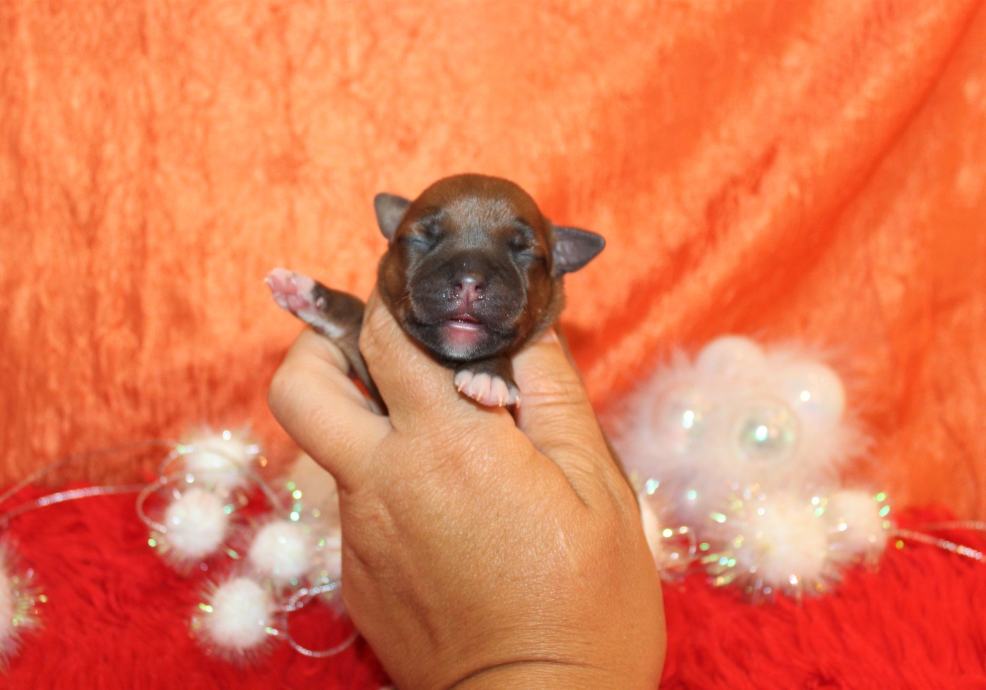 De La Terre Des Bulls - Chiots disponibles - Staffordshire Bull Terrier