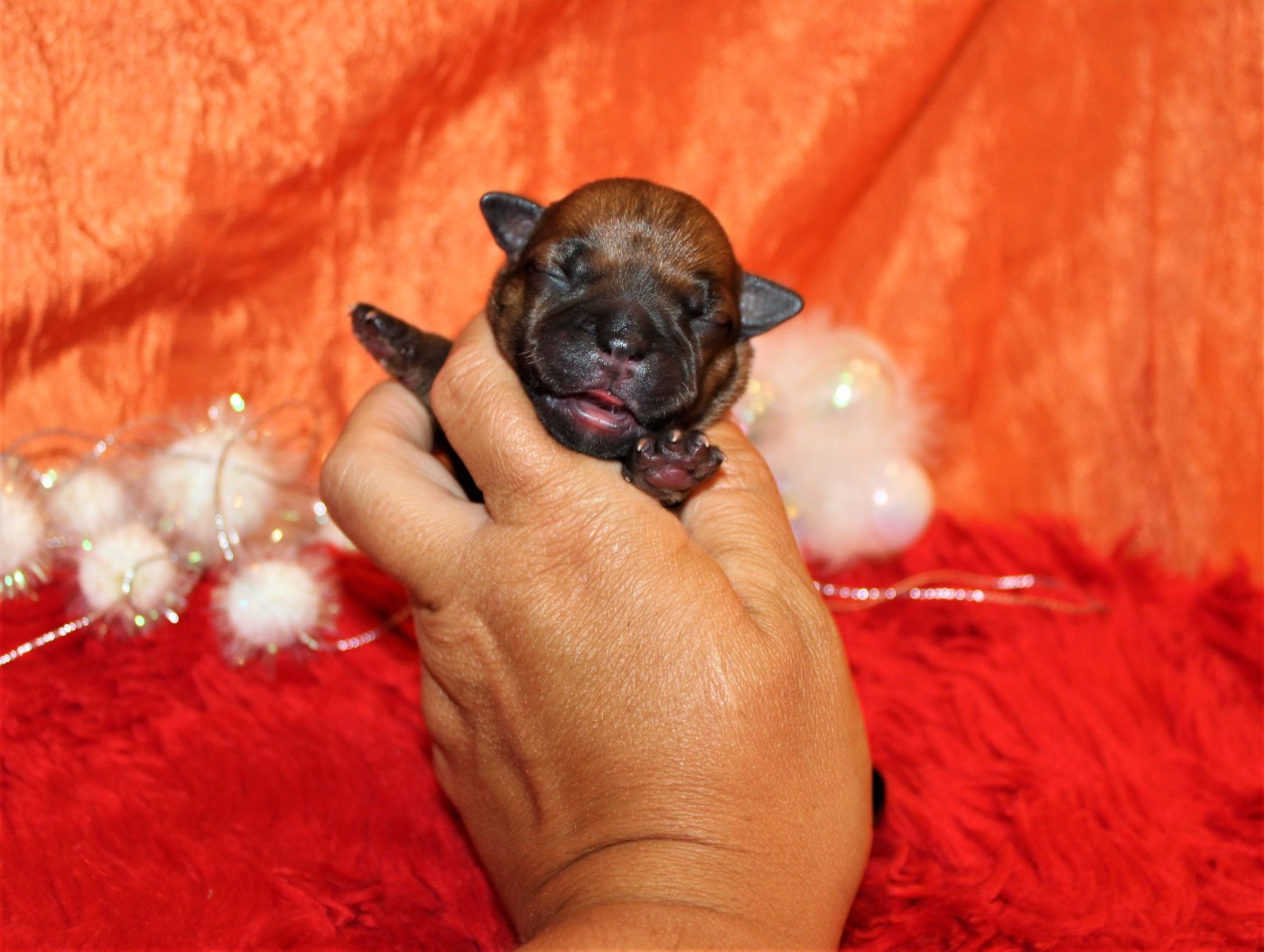 De La Terre Des Bulls - Chiots disponibles - Staffordshire Bull Terrier