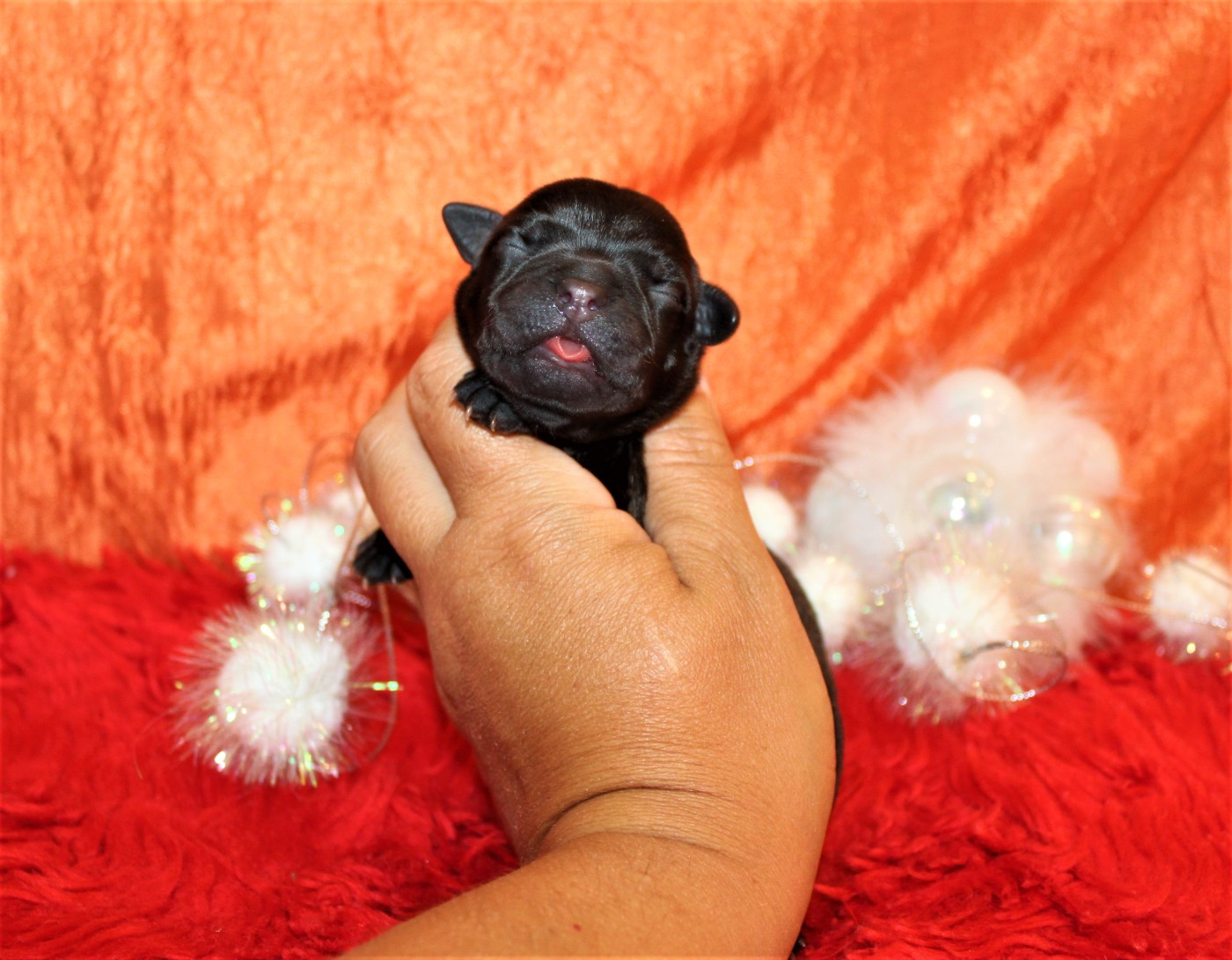 De La Terre Des Bulls - Chiots disponibles - Staffordshire Bull Terrier