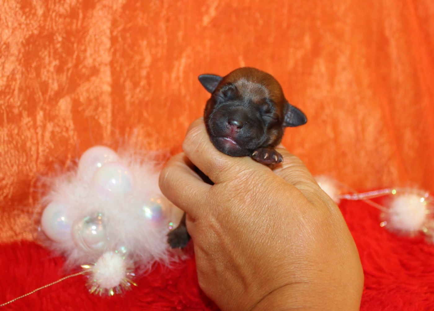 De La Terre Des Bulls - Chiots disponibles - Staffordshire Bull Terrier