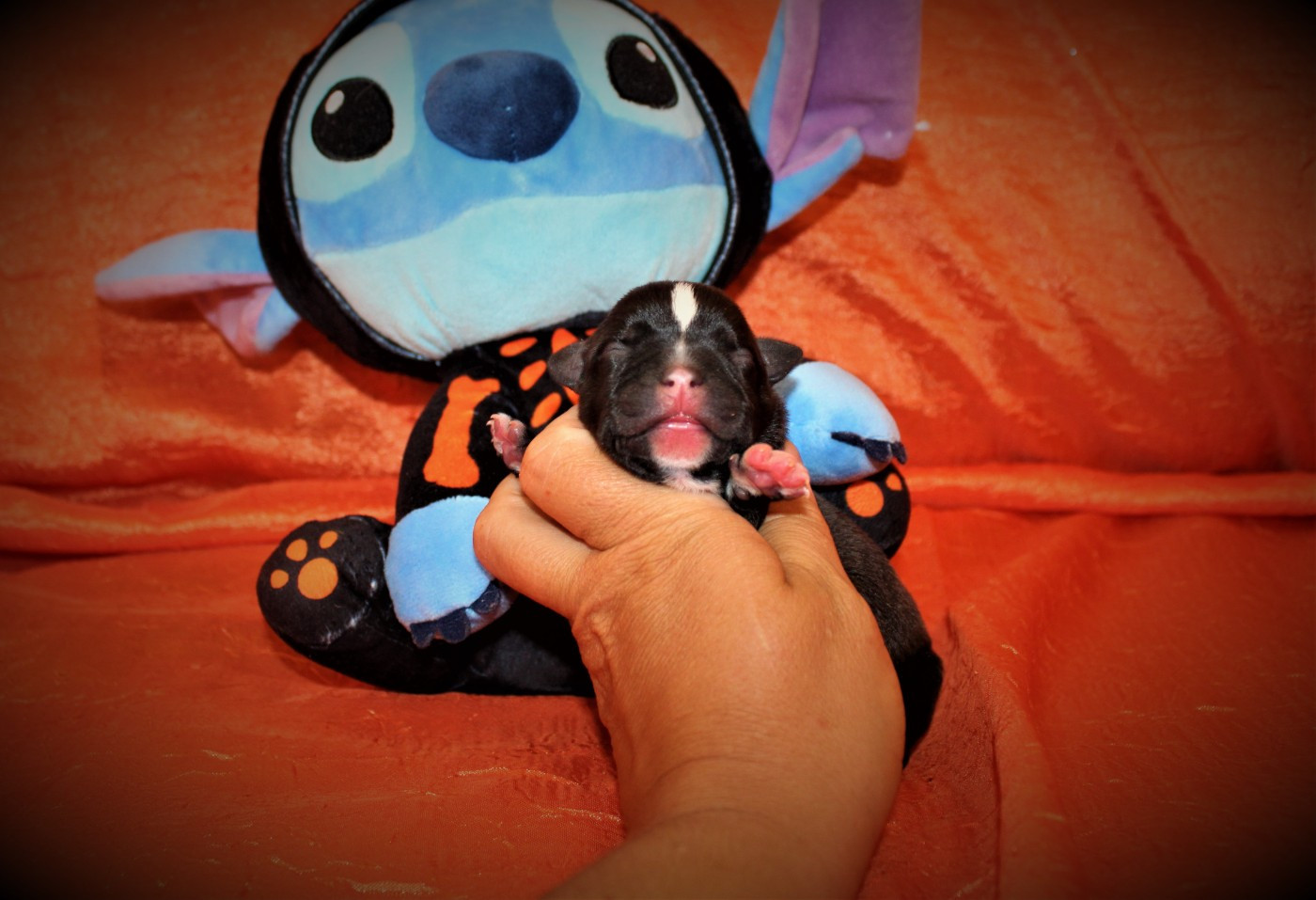 De La Terre Des Bulls - Chiots disponibles - Staffordshire Bull Terrier