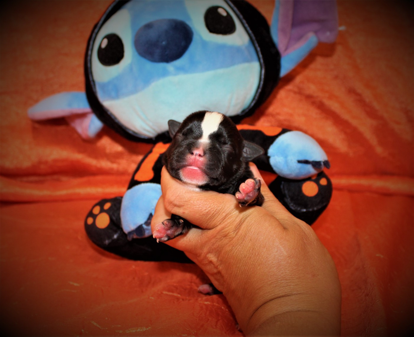 De La Terre Des Bulls - Chiots disponibles - Staffordshire Bull Terrier