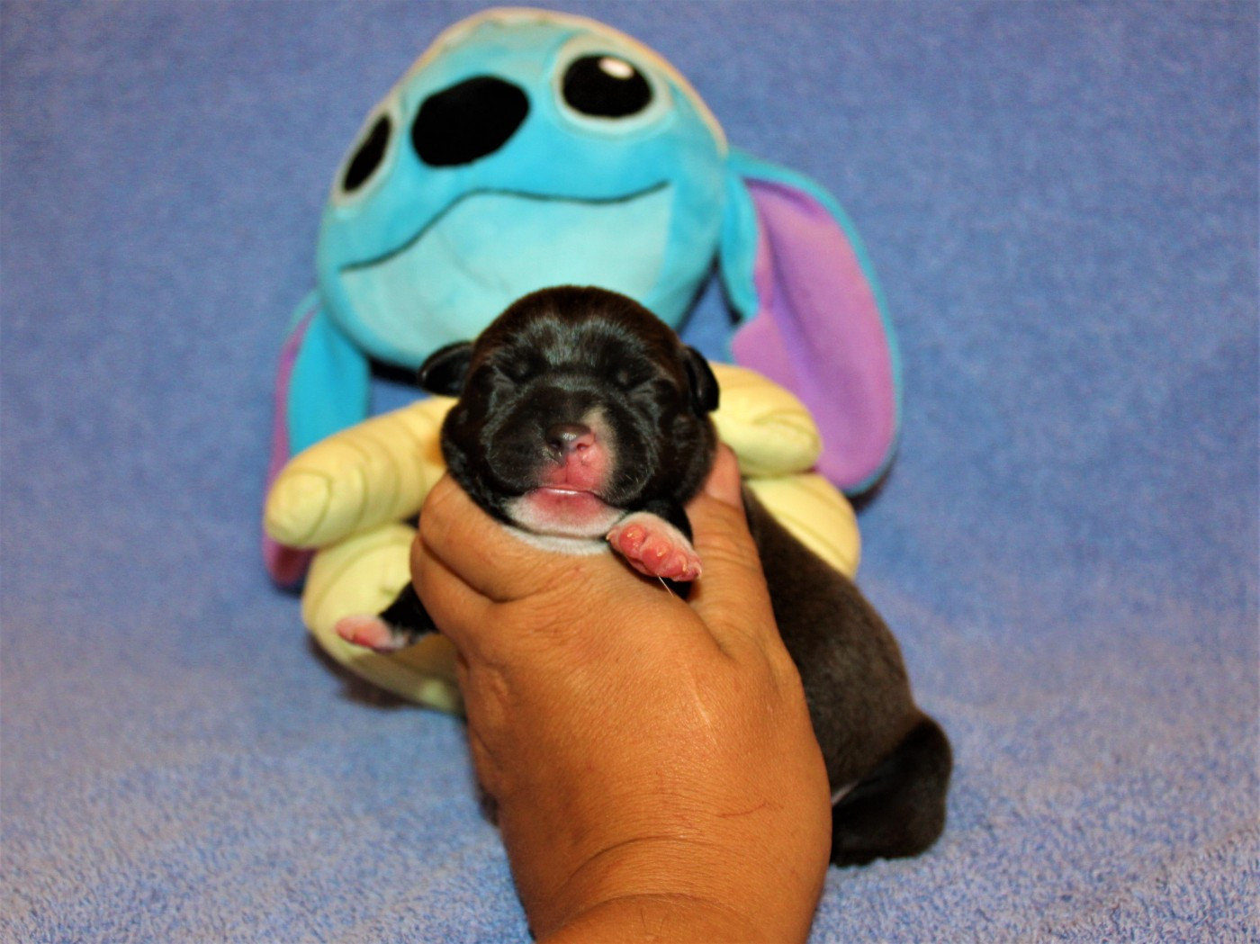 Chiot Staffordshire Bull Terrier De La Terre Des Bulls