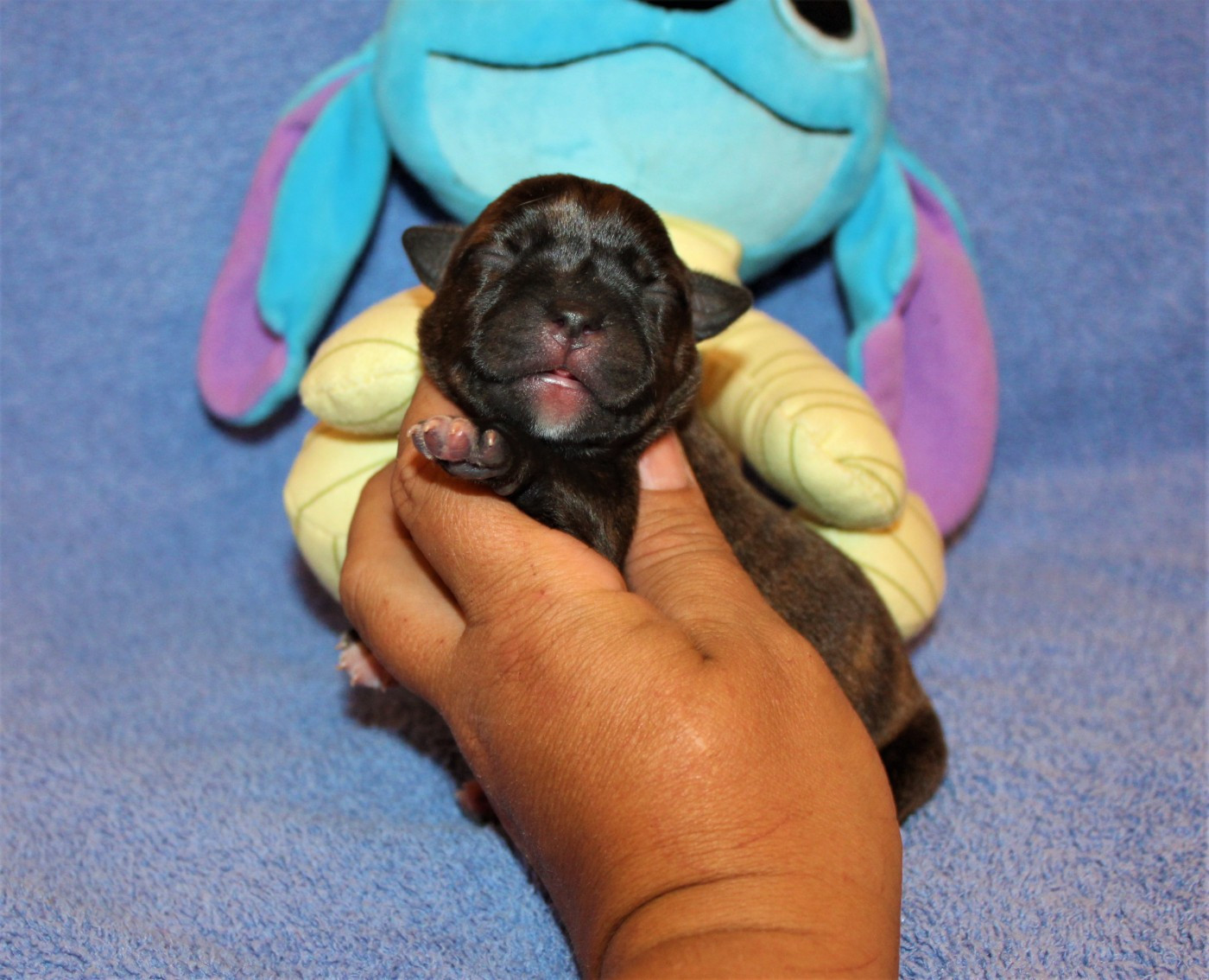 De La Terre Des Bulls - Chiots disponibles - Staffordshire Bull Terrier