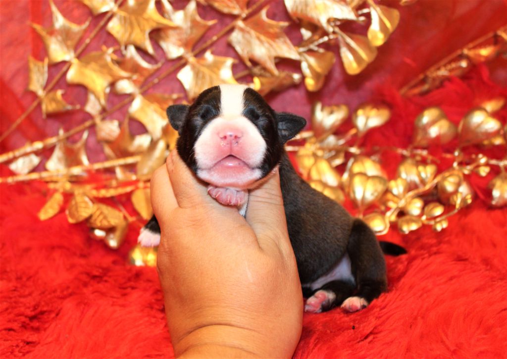 De La Terre Des Bulls - Chiots disponibles - Staffordshire Bull Terrier