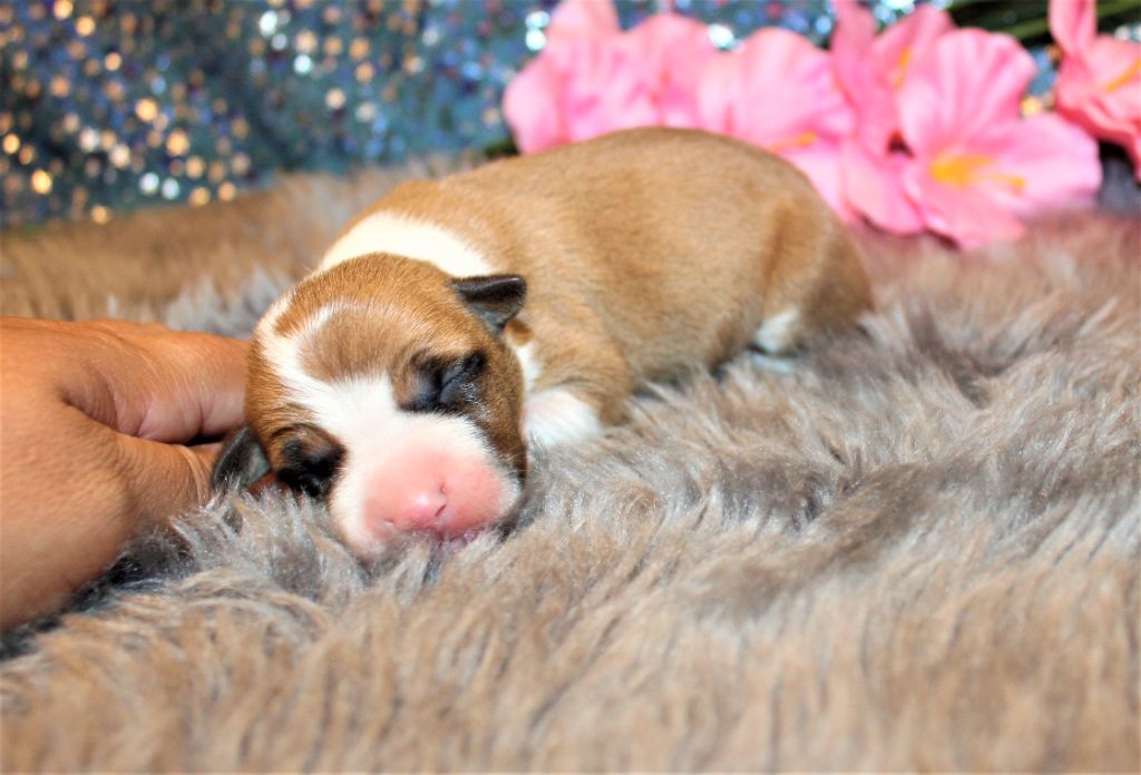 De La Terre Des Bulls - Chiots disponibles - American Staffordshire Terrier