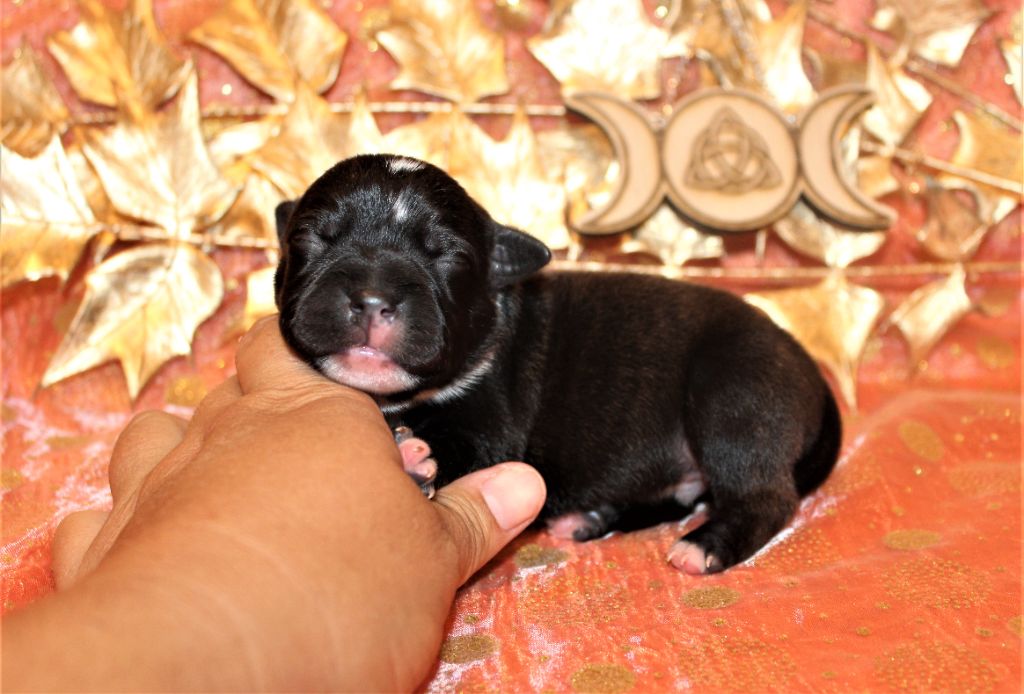 De La Terre Des Bulls - Chiots disponibles - Staffordshire Bull Terrier
