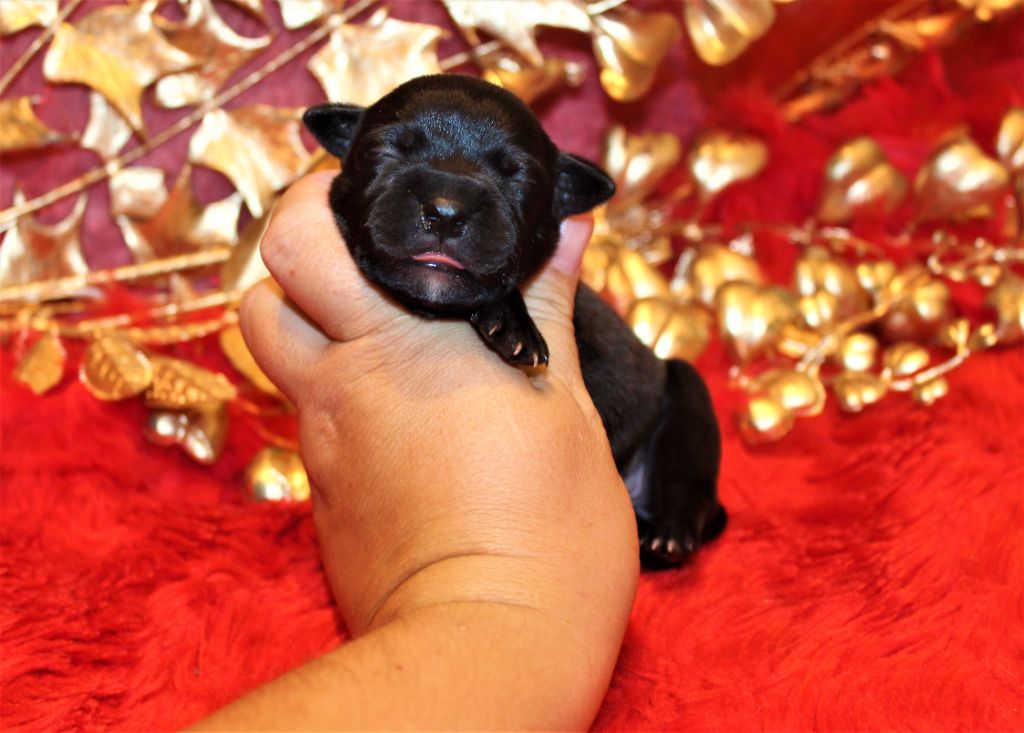De La Terre Des Bulls - Chiots disponibles - Staffordshire Bull Terrier