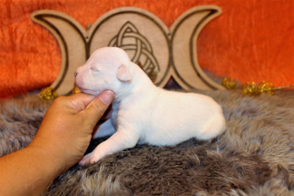 De La Terre Des Bulls - Chiots disponibles - American Staffordshire Terrier