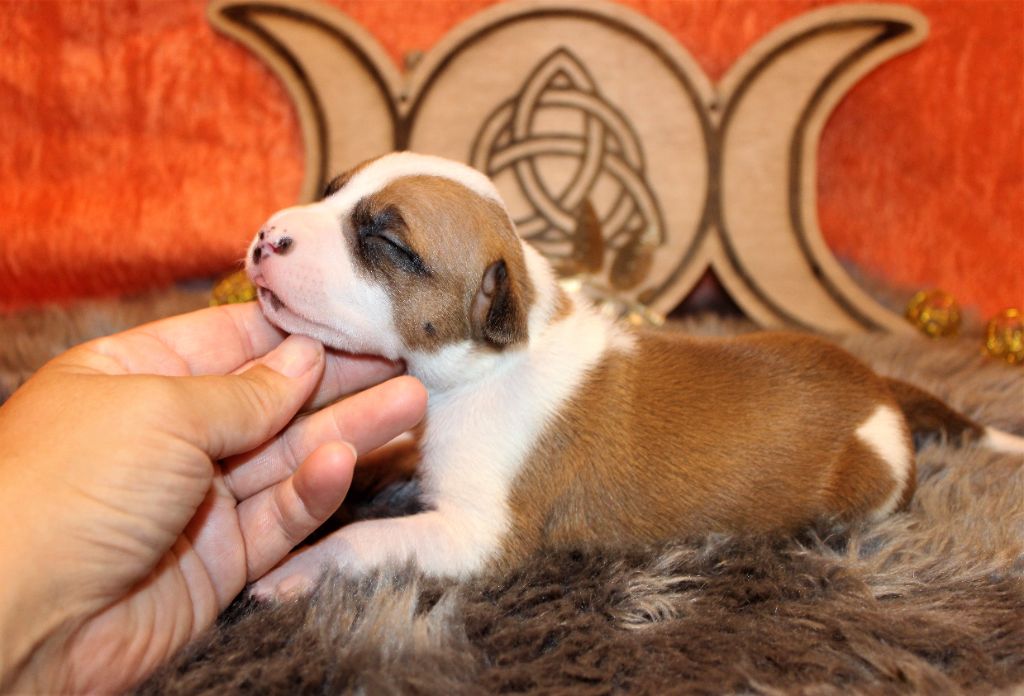De La Terre Des Bulls - Chiots disponibles - American Staffordshire Terrier