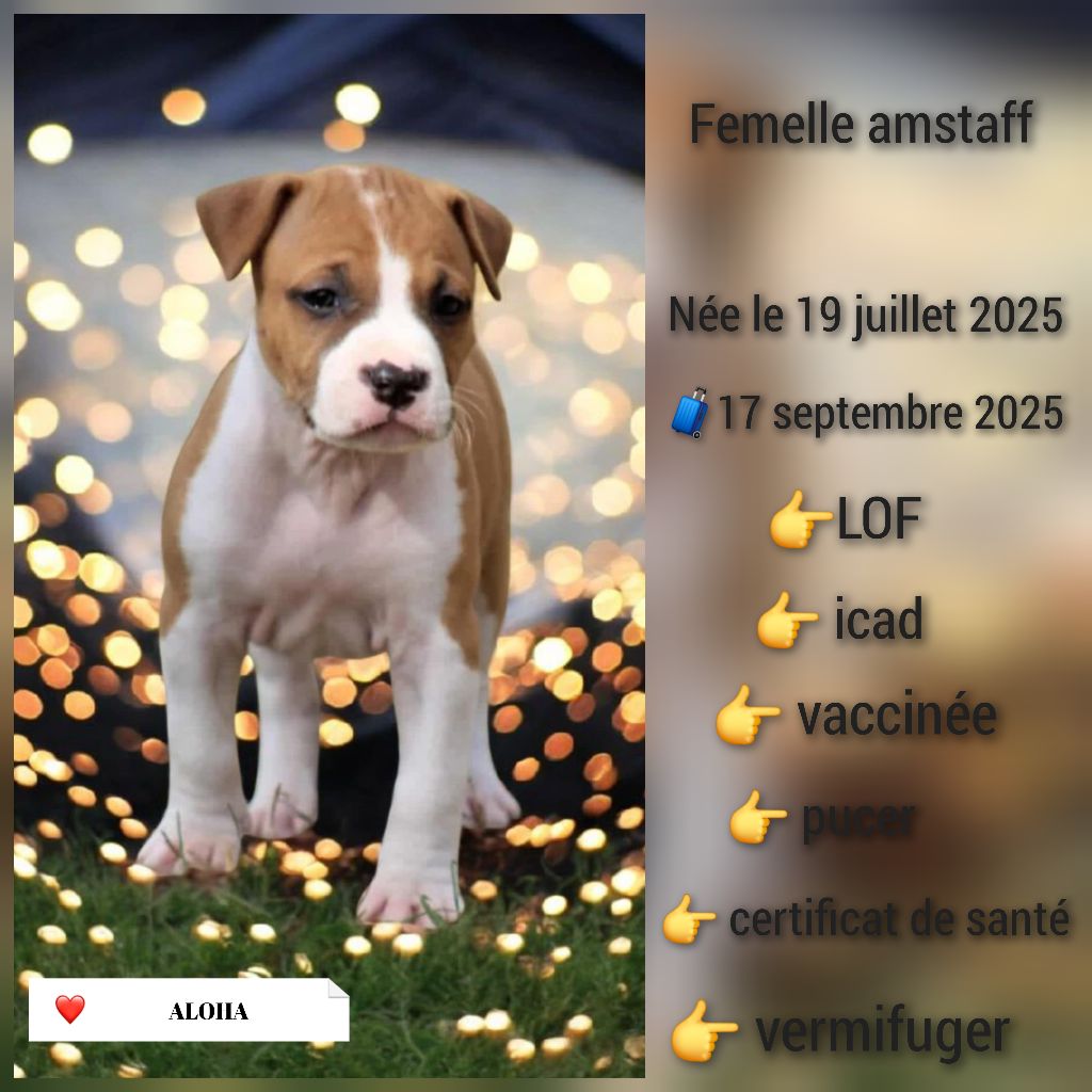De La Terre Des Bulls - Chiots disponibles - American Staffordshire Terrier